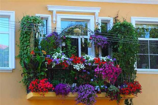 Мой балкон – цветущий оазис