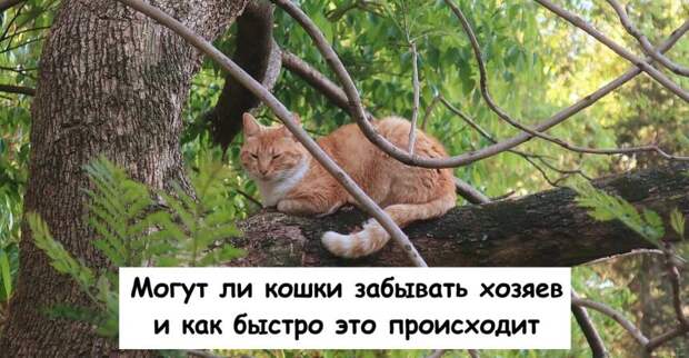 Могут ли кошки забывать хозяев и как быстро это происходит