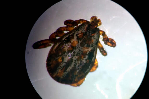 Роспотребнадзор: клещевым энцефалитом можно заразиться без укуса