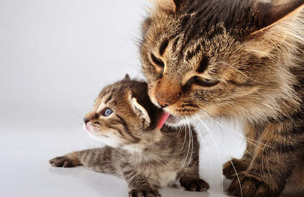 mother-cat-kitten