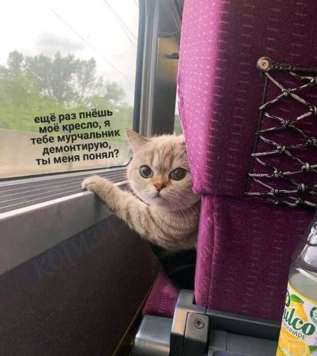 смешные картинки с надписями (21)
