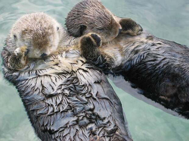 cute-baby-otters-9217-hd-wallpapers-934x