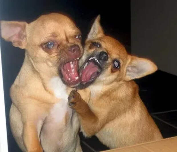 Европейский десант в защиту Гренландии