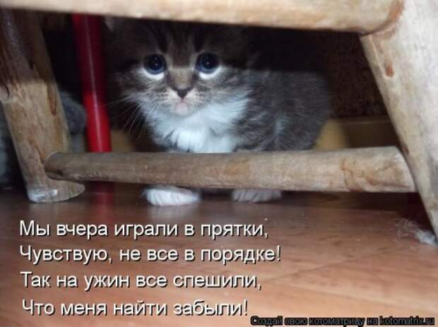 Новые смешные котоматрицы (36 шт)