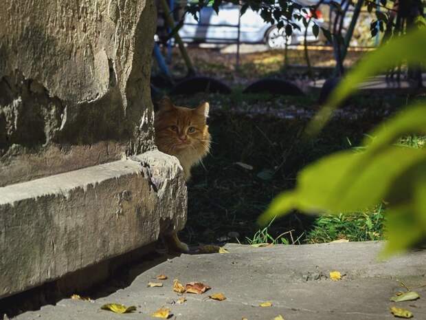 Очень колоритные уличные коты бездомные, город, кот, кошка, улица, уличные кошки, эстетика