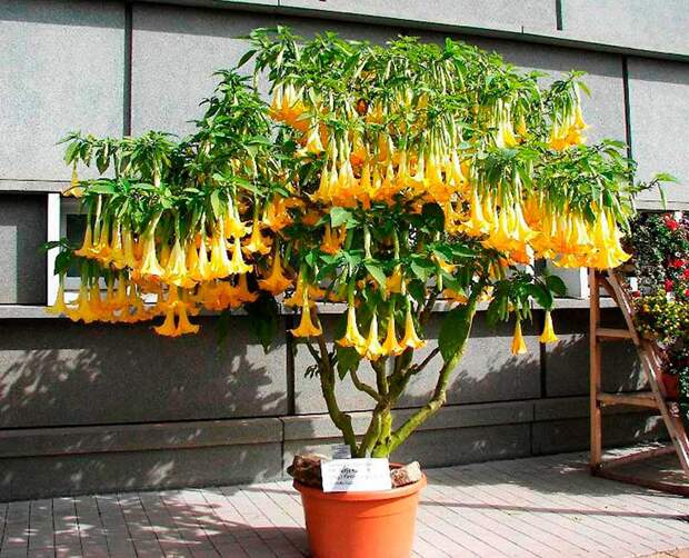 Комнатное растение Бругмансия (Brugmansia)