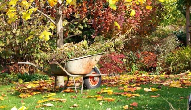 Тонкая работа секатором, или Осенняя обрезка в саду — как, что и когда?