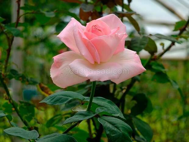 Фото шикарных роз из королевского парка 15