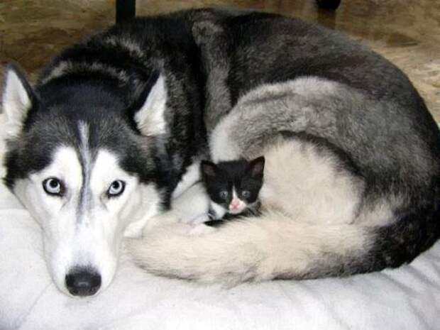Кот и пёс  кот, кошка, пёс, собака