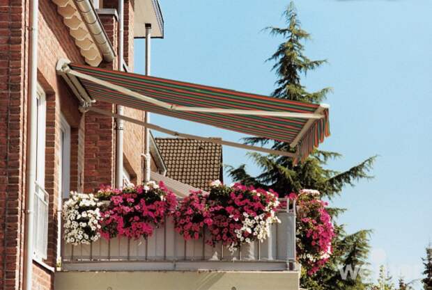 Оранжерейные маркизы спасут от жары не только вас, но и цветы на балконе.