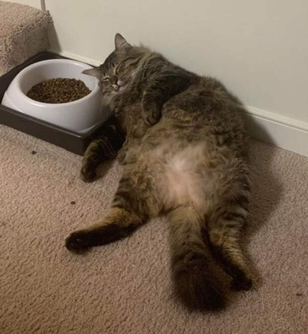 Животные, которые постигли дзен
