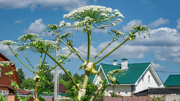 Россиянам грозят штрафы до 700 тыс. рублей за опасные растения на дачном участке