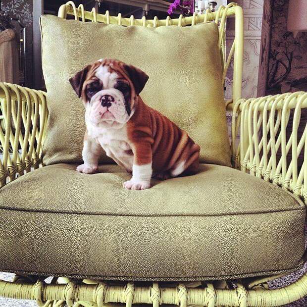 17 потрясающе милых собачек в морщинках