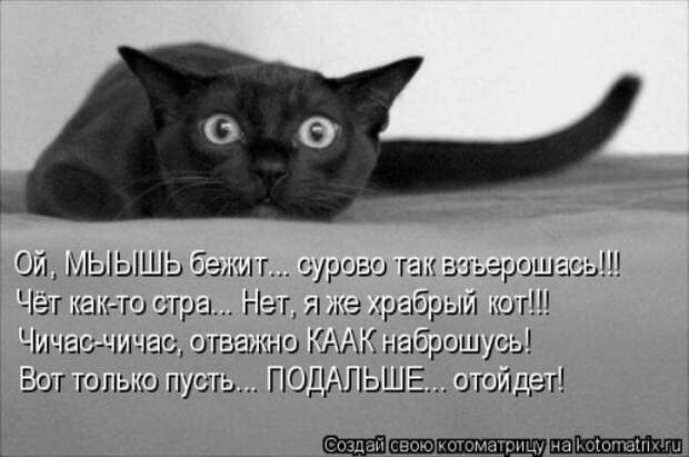 Новая котоматрица для настроения. Смотрим приколы