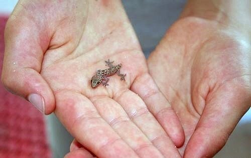 Животные, которые умеют ходить по воде
