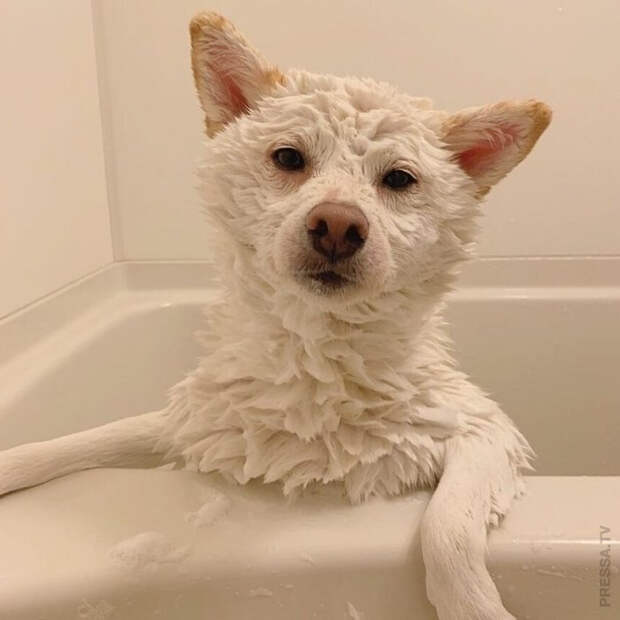 1615496558_pressa_tv_foto_prikoly_pyatnicy-26 (700x700, 152Kb)