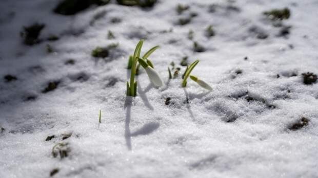 Россиянам напомнили о последствиях сбора подснежников около дома