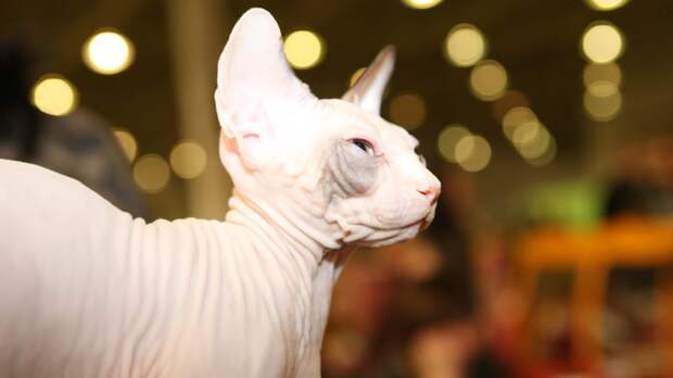 От британцев до сфинксов: самые популярные породы кошек в России и их настоящий характер