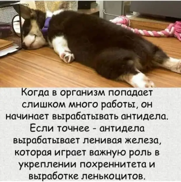 Русские дети суровы. Они ждут температуру -30, когда отменяют уроки в школе и можно пойти погулять на улице! Русские дети суровы. Они ждут температуру -30, когда отменяют уроки в школе и можно пойти погулять на улице! пятницы, палате, койку, после, субботу, шутки, палату, селят, больно—, врачей, место, завтрак, умирает, койке, сделать, этаже, больницы, отделении, реанимационном, Золушка
