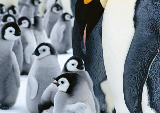NewPix.ru - Самые загадочные животные планеты пингвины – мифы и факты