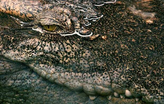 42. Сиамский крокодил вымирающие животные, животные, животные фото, исчезающие виды, исчезающие животные, редкие виды, редкие животные, угроза исчезновения