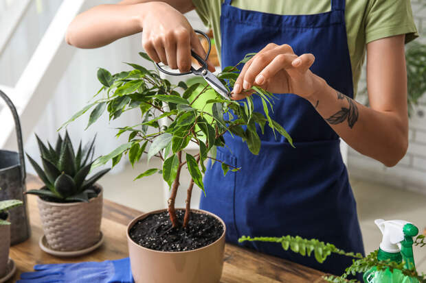 Биолог Воробьев: комнатные растения не смогут очистить воздух в квартире