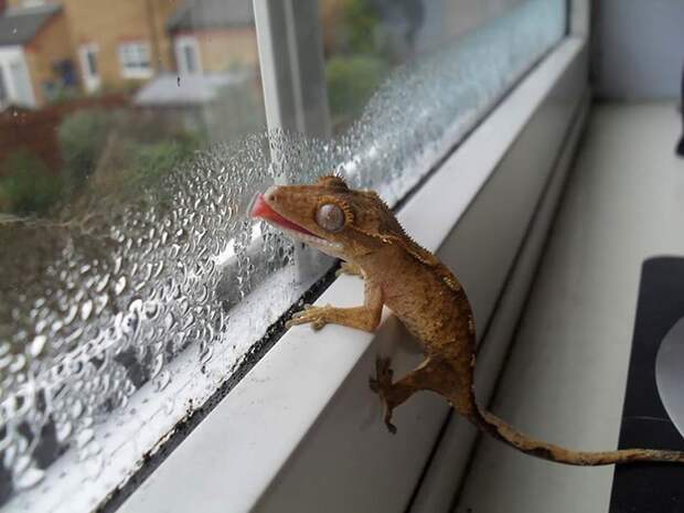 Фотография: 25 животных, которые лижут окна — и крадут наши сердца! №14 - BigPicture.ru