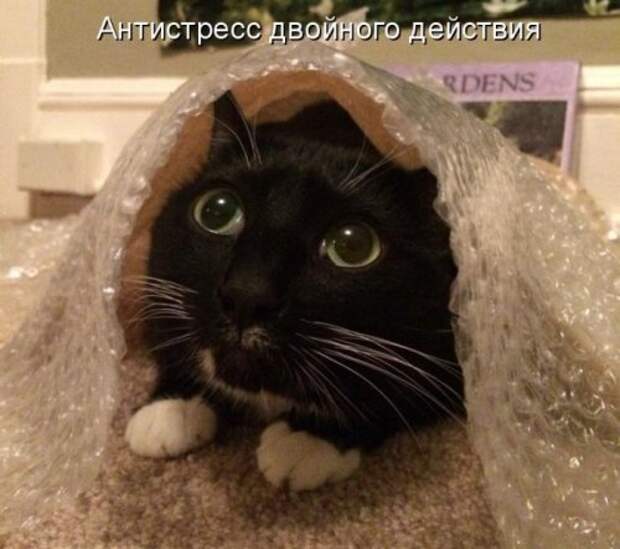 Весёлая котоматрица смех, фото