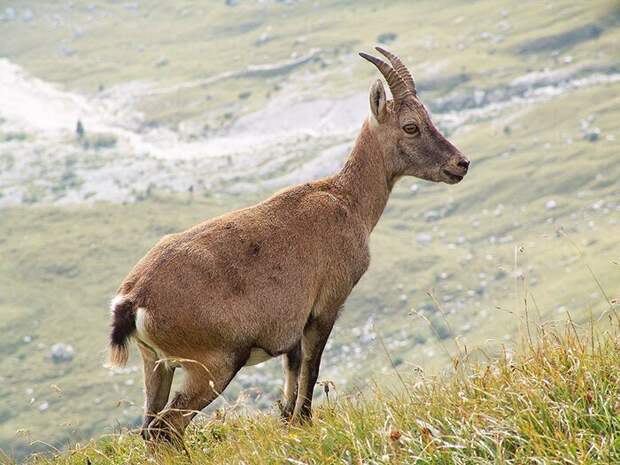 Зачем горные козлы забираются на отвесные плотины, где не растет трава горные козлы, животные, факты