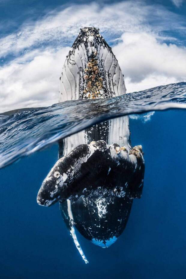 Горбатый кит возле острова Вавау, Тонга
