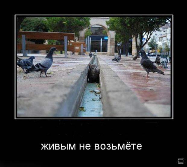 Позитивные демотиваторы для веселья (11 фото) Позитивные демотиваторы для веселья (11 фото)