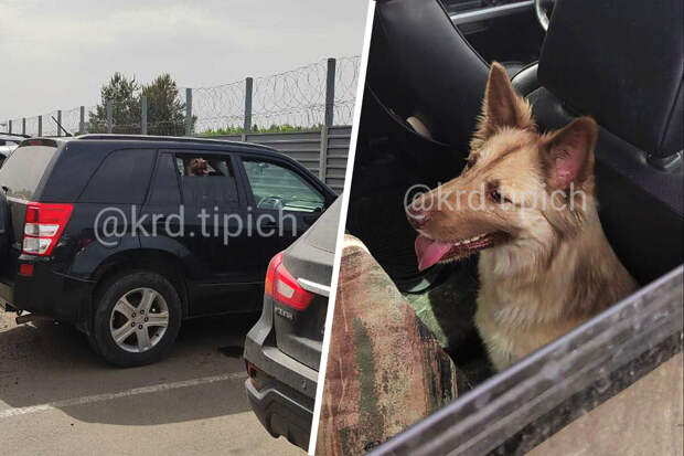 В Краснодаре хозяева бросили собаку в машине под палящим солнцем
