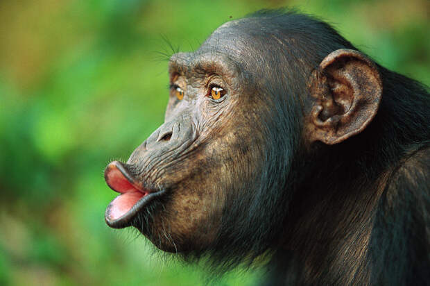 1-chimpanzee-pan-troglodytes-adult-female-cyril-ruoso
