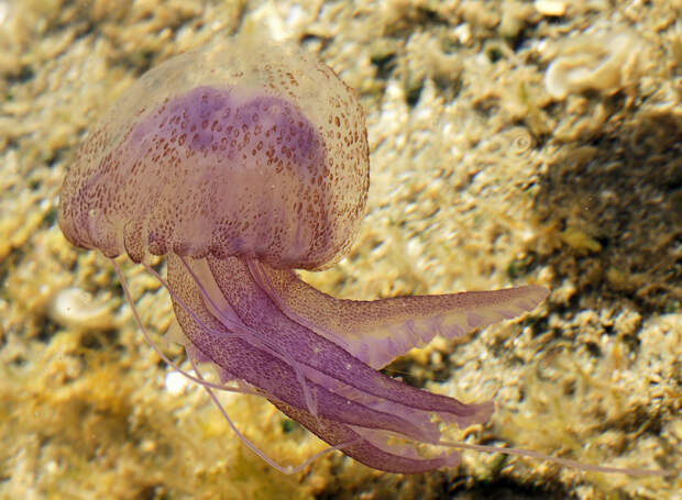 Ядовитая медуза Пелагия ночесветка