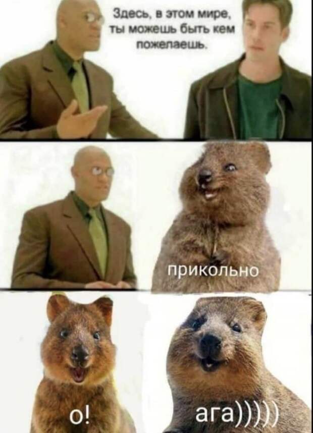 Лучшие шутки и мемы из Сети