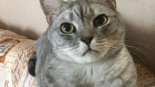 Погибший кот Симба / Фото: 