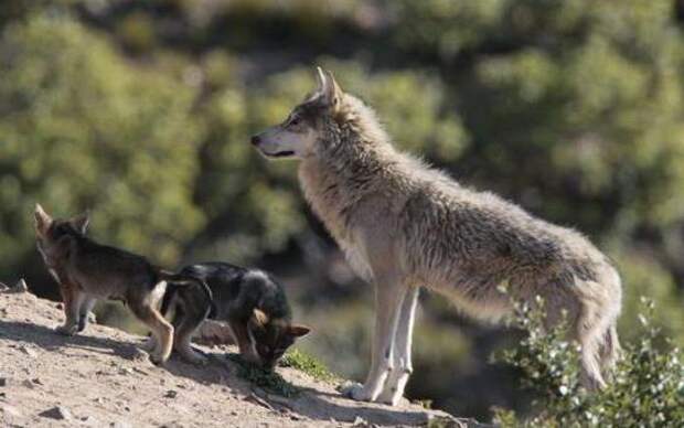 Интересный факт о волках. Волк и волчица