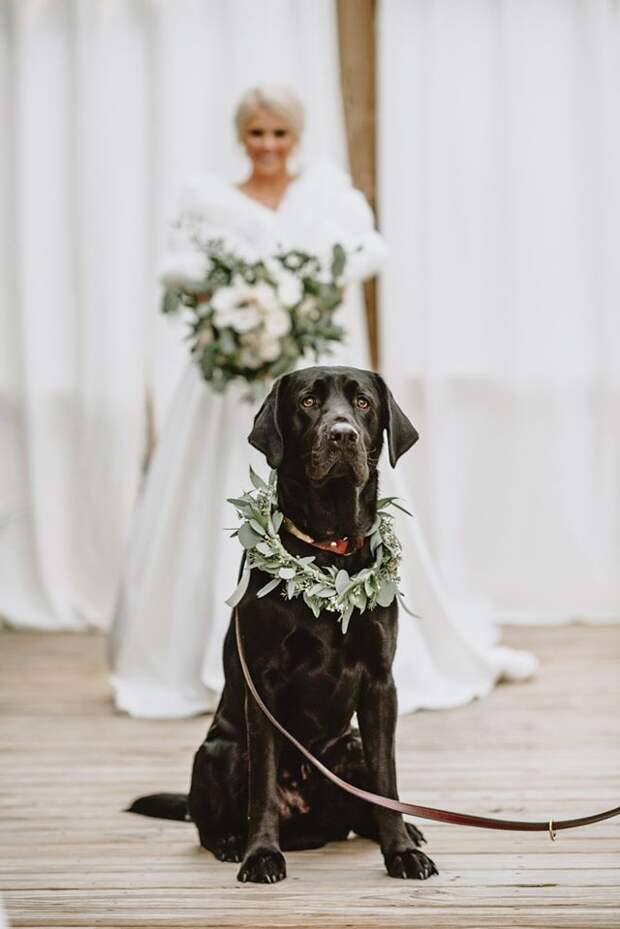 невеста и пес