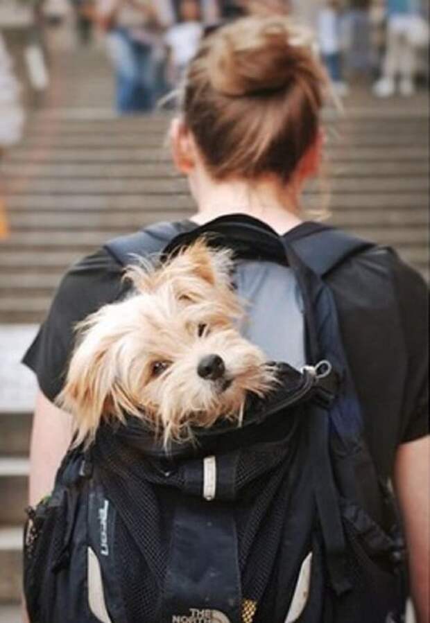 Пес в рюкзаке