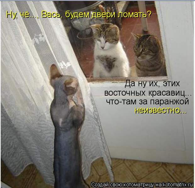 Котоматрица - Да ну их, этих восточных красавиц... что-там за паранжой Ну, чё..., В