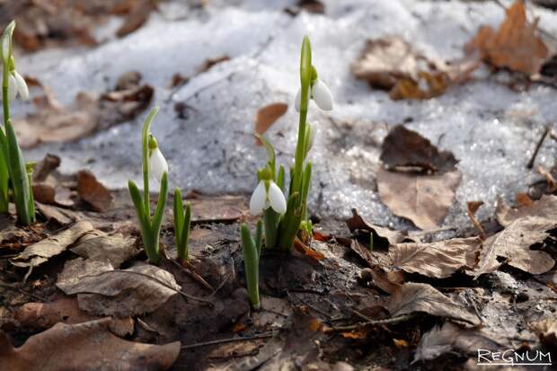 Россиян предупредили об уголовной ответственности за сбор подснежников