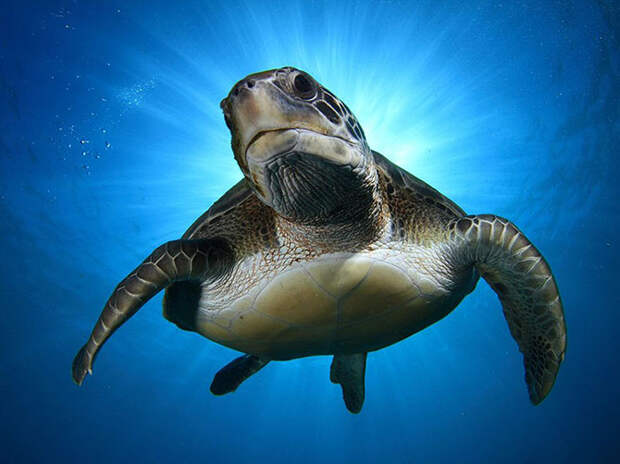 Лучшие фотографии National Geographic ноября 2014