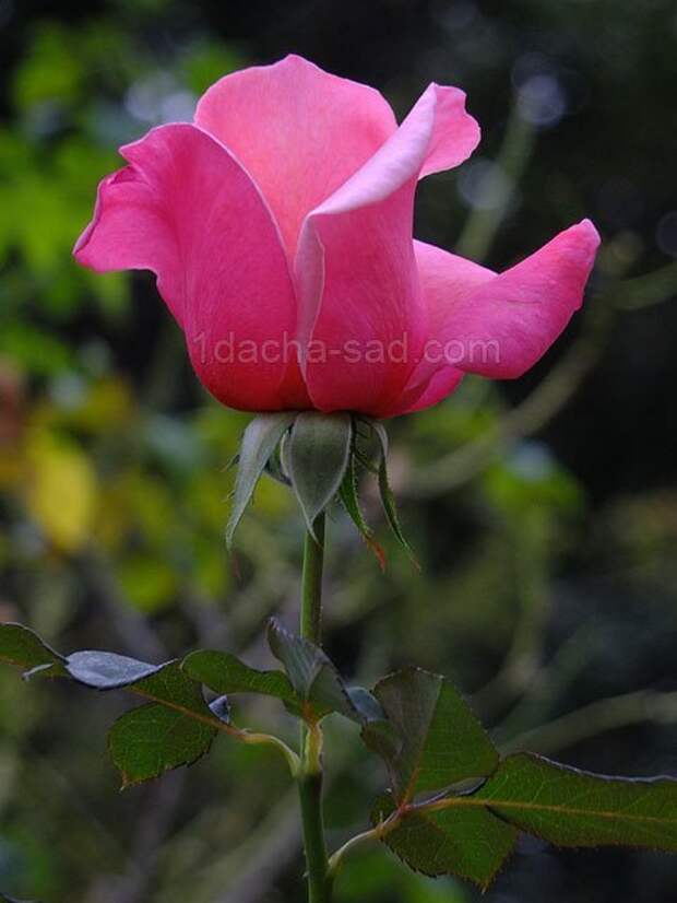 Фото шикарных роз из королевского парка 5