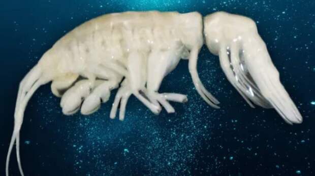 Ученые обнаружили нового глубоководного хищника в Атакамской впадине