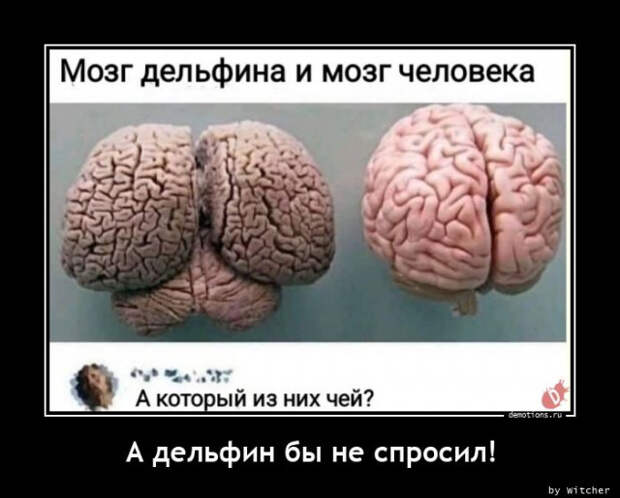Свежие, прикольные демотиваторы