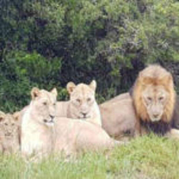 Львы съели браконьеров, которые охотились за носорогами