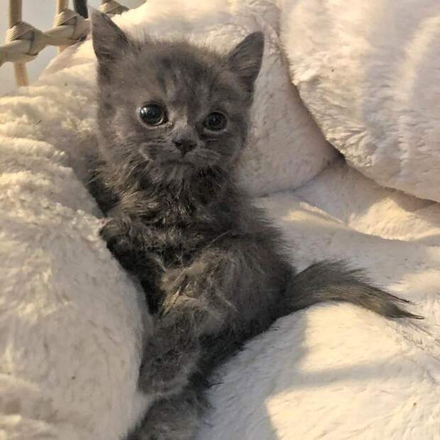 помощь котенку серый котенок