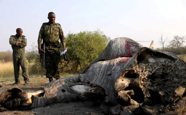 Ботсвана отменяет запрет охоты на слонов