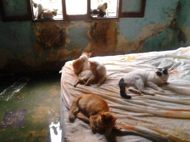 Кошки дома у семьи Рейносо в Венесуэле.
