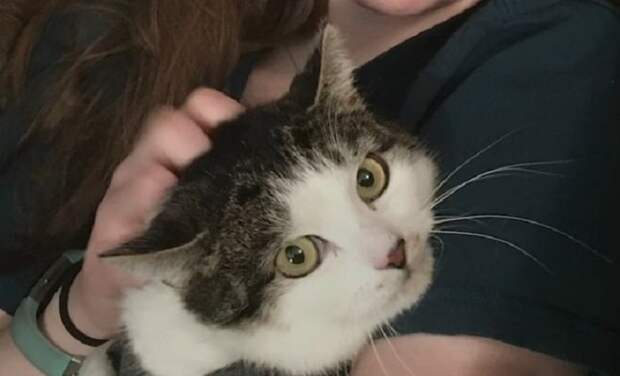 Кошку гладят